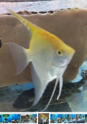 Premium Platinum Yellow Head Angels Top Beed ( 2"Plus ) (1 fish) Imported ASIA - Image 1 of 4