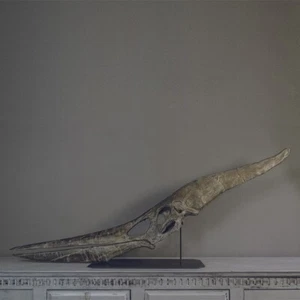 3d printed Pteranodon, flying reptile pterosaur skull fossil dinosaur 1:1 - Picture 1 of 5