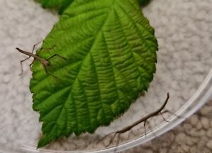 10 x Indian Stick Insect Baby Nymphs