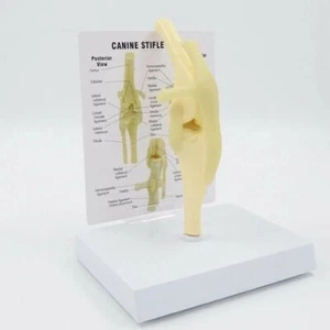 Dog Joint Anatomical Model Canine Knee Card Manual Animal Skeleton Science Gifts - Picture 1 of 7