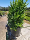 ENGLISH BOX HEDGE PLANTS IN 400 mm (16 inch) POTS 