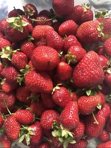 Strawberry Seeds 🍓 Homegrown Edible Garden Fruit Organic Sweet NonGMO Berry USA - Picture 1 of 6