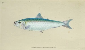 Antiker Fischdruck SIEGELGARTEN Original Donovan Vintage Stich 1803 - Bild 1 von 2