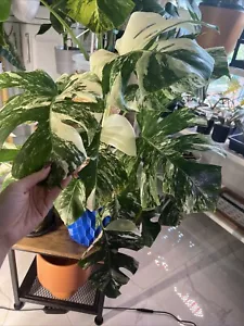 monstera albo plant - Picture 1 of 4