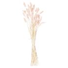 Hill Interiors Bunny Tail Dried Flower (Pack of 60) HI4170