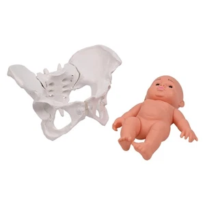 Female Pelvic Skeleton Model Female Pelvis Model with Baby for School Study - Picture 1 of 8