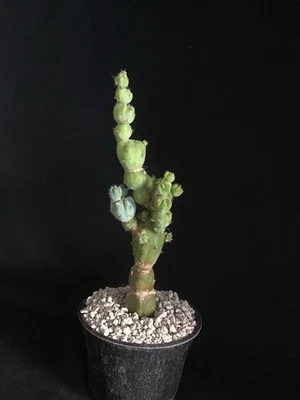 Myrtillocactus geometrizan "APILADOR" Raro Cactus MONSTRUOSA Foto 1 de 4