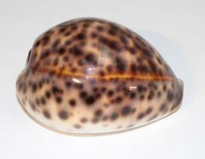 Cypraea Cervus Cowrie Seashell 79mm 3.11" Shell Tigris Tiger Schilderiana Hawaii - Picture 1 of 23