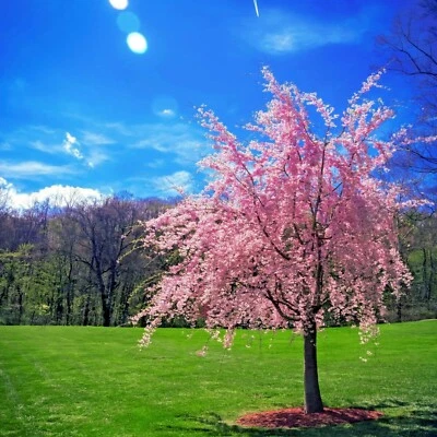 Semillas (péndula) de flor de cerezo en flor japonés "WEEPING SAKURA" resistente rápido Foto 1 de 4