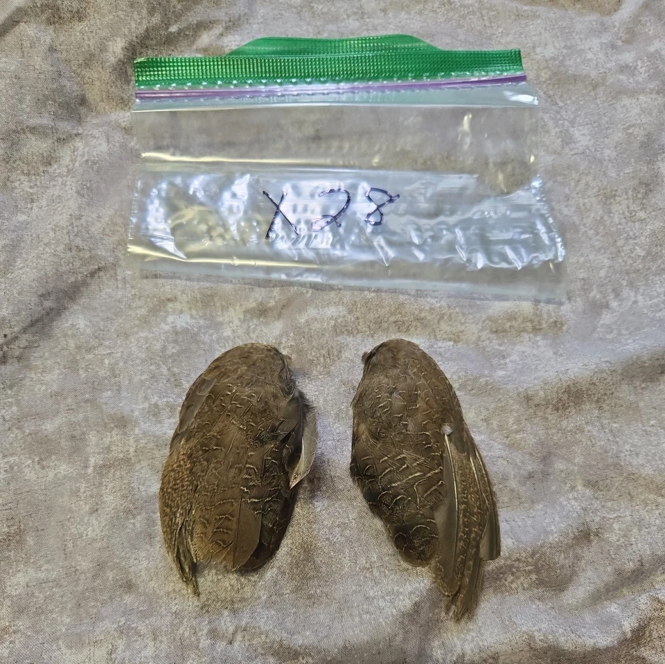 1 комплект перепелиных крыльев - x28 - Изображение 1 из 1