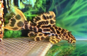 Red Fin Sternella Pleco L114 Approx. 2" Leopard Cactus pleco collection - Picture 1 of 1