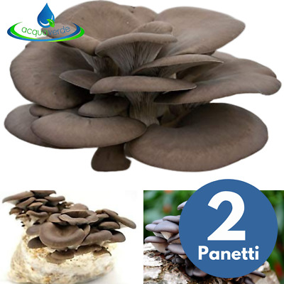 2 Kit Coltivazione Funghi Pleurotus Ostreatus Pani Fungo Orecchione Substrato • 19.90€