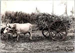 RPPC Guadeloupe Rustic Set of Harness Loaded with Cane Sugar Ox Cart Postcard - Picture 1 of 2
