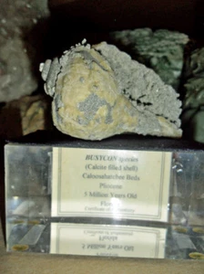 Fossil außergewöhnlich groß {Busycon} Calcit gefüllt Muschelfossil sehr einzigartig - Bild 1 von 9