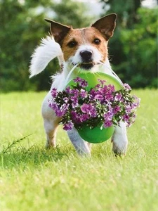 THANK YOU CARD "Thank You" AVANTI Terrier Dog with Basket of Flowers  - Picture 1 of 2