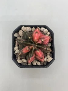 Gymnocalycium Mihanovichii Sunset Su Radici Proprie Fucsia Verde 5Cm (MIH12) - Imagen 1 de 4