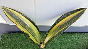 SANSEVIERIA MASONIANA VARIEGATED PLANTS 2 leaves Rooted + FREE CERTIFICATE #2 - Imagen 1 de 4