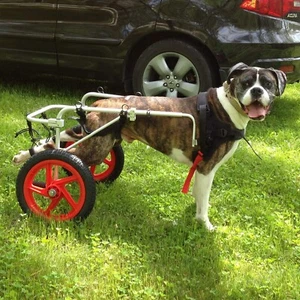 Durable Large Dog Wheelchair with Easy Adjustments - Mobility for Disabled Dogs - Picture 1 of 6