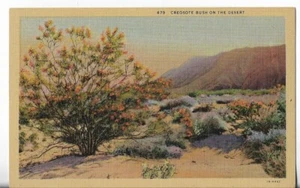 VTG Postcard -Purple Hills, Desert Flora & Creosote Bush in Bloom-California - Picture 1 of 2
