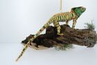 Kubla Articulated 'Gold-Green' Chameleon. Reptile. Lizard.  4148gr