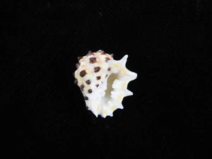 Sea Shell Drupa ricinus arachnoides 19,3 mm ID#9208 - Imagen 1 de 3