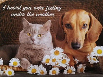 Art Greeting Get Well Thoughts Under the Weather Cat Wiener Dog Daisies - Image 1 of 2