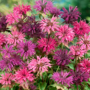Bee Balm Monarda Didya MIXED COLORS Perennial Hummingbirds Non-GMO 90 Seeds - Picture 1 of 8