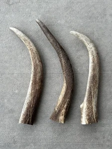 MASTICABLE PERRO ASTA DE ALCE - DIENTE JUMBO - MEJOR JUGUETE PARA PERROS - ORGÁNICO Y NATURAL - ARTESANAL - Imagen 1 de 4