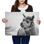 A2   Brown Funny Llama Face Alpaca Poster 594X42cm280gsmbw 37709