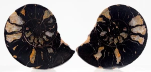 HÄMATIT AMMONIT uralt Meeresleben Fossil Dinosaurier Präparat geschnitten Paar Marokko - Bild 1 von 3