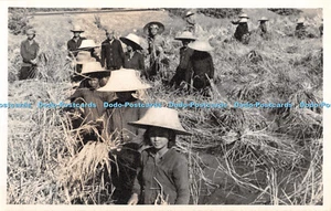 R403994 Japón Mujeres en un campo de arroz Postal - Imagen 1 de 4