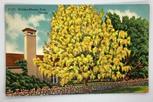 Postcard Golden Shower Tree Temperature today on back Florida FL H376 - Bild 1 von 2