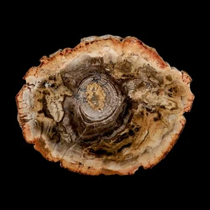 4,8 Zoll versteinerter polierter versteinerter Holzzweig Madagaskar 66-225 Millionen Jahre alt - Bild 1 von 7