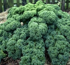 Kale Blue Curled Scotch 500 seeds * Non GMO * ez grow * E62