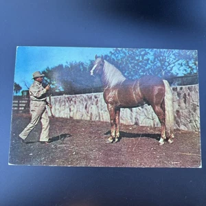 PALAMINO HORSE image unp chromeFABVINTY BARGAIN POSTCARD - Picture 1 of 2