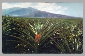 Postal cromada Hawaiian Island Pineapple Field Union Oil Company 148 HI 1941 - Imagen 1 de 2