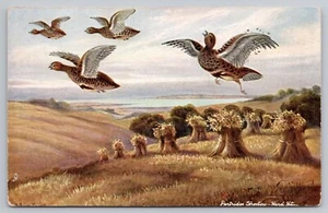 Tuck Oilette British Game no. 6387 Partridge Shooting Hard Hit UNP Postcard - Picture 1 of 3