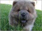 96796 4 Set Chow Chow Dog Puppy Notecards Envelopes 3 Wall Print Poster UK