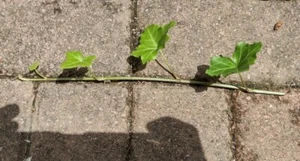 10 Live English Ivy cuttings 6 inches - Picture 1 of 1