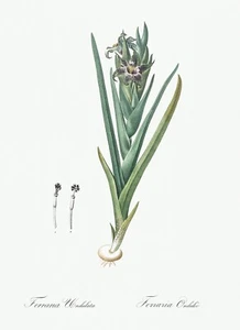 Ferraria Lily Les Liliacees by Pierre Joseph Redouté Print Repro - Picture 1 of 2