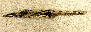 Cholla Holz Kaktus Skelett Aquarium Terrarium Dekoration sauber 11,5" L 1,5" W - Bild 1 von 4