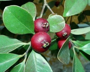 Guayaba de fresa roja - Psidium cattleyanum - más de 50 semillas - ¡Semillas de reliquia! Gx 025 - Imagen 1 de 1