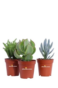 Set di 3 Piante Succulente grasse vere diverse varietà ornamentale da interno - Foto 1 di 1
