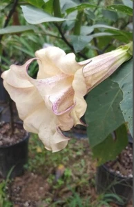 10 Box of Chocolate Angel Trumpet Seeds Flowers Flower Brugmansia Datura 630 USA - Picture 1 of 24