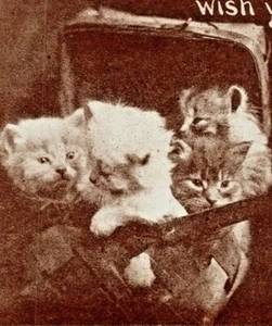 c1910 Kittens In A Basket, cute, antique postcard, vintage - Picture 1 of 3