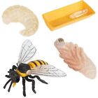 Paquet de 4 Figurines D'Insectes Cycle de Vie de L'Abeille à Miel Figurines7710