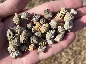 Alabama Fossil Brachiopods Reticularina sp. ONE PER PURCHASE Mississippian Age - Picture 1 of 3