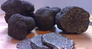 Kostbare italienische frische schwarze Trüffel. Schwarzer Trüffel 320g. 11,3 Unzen Pilze. - Bild 1 von 1