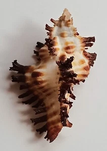 Muschel Chicoreus crocatus 62,5mm, Edelstein, schöne Form Stacheln, top - Bild 1 von 6