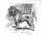 Mastiff - CUSTOM MATTED - Dog Art Print - Megargee 